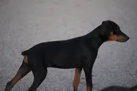 Happiness (Happy), a male Doberman Pinscher for sale in Maricopa, AZ – 1 of 10