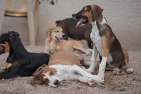 Doberdane (Madison), a female Doberman Pinscher and Great Dane for sale in Maricopa, AZ – 6 of 6