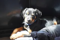 Romeo, a male Rottweiler for sale in Maricopa, AZ – 5 of 10