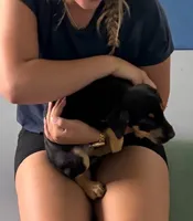 Doberdane Blk/Rst F, a female Doberman Pinscher and Great Dane for sale in Maricopa, AZ – 5 of 10