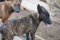 Dutch (Stella), a female Dutch Shepherd for sale in Maricopa, AZ – 6 of 10