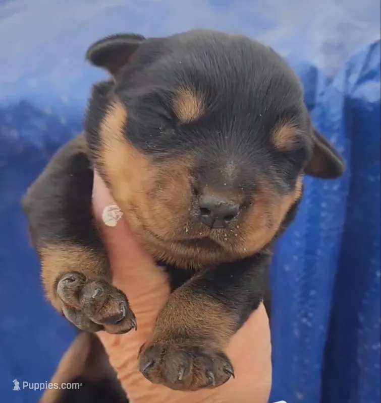 Rott Girl – Rottweiler puppy for sale in Maricopa, AZ