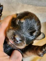 Rott Girl, a female Rottweiler for sale in Maricopa, AZ – 2 of 4