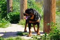 Rott Girl, a female Rottweiler for sale in Maricopa, AZ – 4 of 4