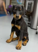 Diabla Blk F, a female Doberman Pinscher for sale in Maricopa, AZ – 2 of 10