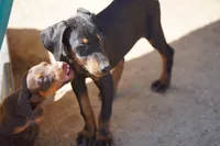Dobie Blk M, a male Doberman Pinscher for sale in Maricopa, AZ – 3 of 6