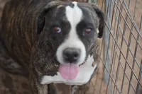 Bansky (B3), a female Siberian Husky and American Mastiff for sale in Maricopa, AZ – 4 of 10