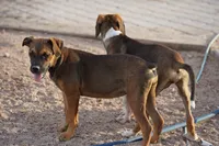 Bandogge (Aubrey), a female American Mastiff for sale in Maricopa, AZ – 9 of 10