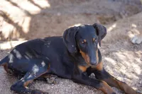 Dobie Blk F Diabla, a female Doberman Pinscher for sale in Maricopa, AZ – 5 of 5