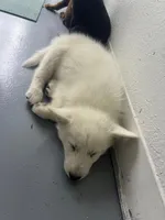 Anushka Wht, a female Siberian Husky for sale in Maricopa, AZ – Photo 5 of 9