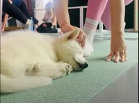 Anushka Wht, a female Siberian Husky for sale in Maricopa, AZ – Photo 6 of 9