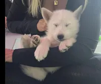 Anushka Wht, a female Siberian Husky for sale in Maricopa, AZ – Photo 1 of 9