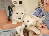 Anushka Wht, a female Siberian Husky for sale in Maricopa, AZ – Photo 7 of 9