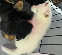 Anushka Wht, a female Siberian Husky for sale in Maricopa, AZ – Photo 9 of 9