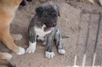 Bansky Silver Brindle, a male Siberian Husky and American Mastiff for sale in Maricopa, AZ – Photo 10 of 10