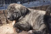 Bansky Silver Brindle, a male Siberian Husky and American Mastiff for sale in Maricopa, AZ – Photo 5 of 10