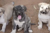 Bansky Silver Brindle, a male Siberian Husky and American Mastiff for sale in Maricopa, AZ – Photo 6 of 10