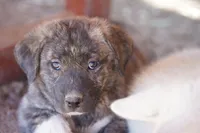 Bansky Silver Brindle, a male Siberian Husky and American Mastiff for sale in Maricopa, AZ – Photo 2 of 10