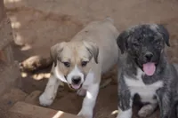 Bansky Silver Brindle, a male Siberian Husky and American Mastiff for sale in Maricopa, AZ – Photo 7 of 10