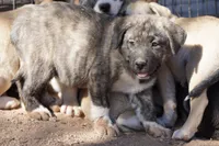 Bansky Silver Brindle, a male Siberian Husky and American Mastiff for sale in Maricopa, AZ – Photo 3 of 10