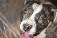 Bansky Silver Brindle, a male Siberian Husky and American Mastiff for sale in Maricopa, AZ – Photo 9 of 10