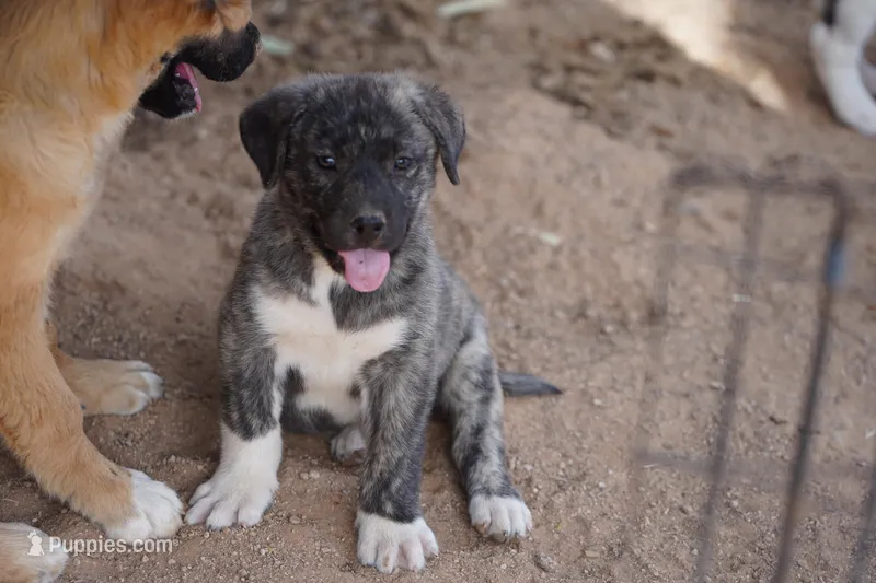 Bansky Silver Brindle – Siberian Husky, American Mastiff puppy for sale in Maricopa, AZ