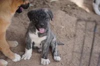 Bansky Silver Brindle, a male Siberian Husky and American Mastiff for sale in Maricopa, AZ – Photo 1 of 10