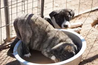 Bansky Silver Brindle, a male Siberian Husky and American Mastiff for sale in Maricopa, AZ – Photo 4 of 10