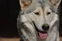 Bansky Silver Brindle, a male Siberian Husky and American Mastiff for sale in Maricopa, AZ – Photo 8 of 10