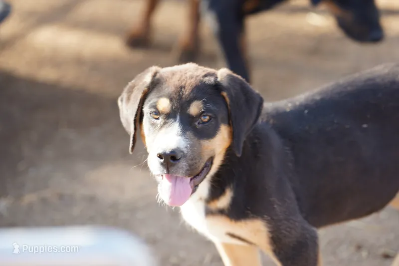 Bandogge Bart – American Mastiff puppy for sale in Maricopa, AZ