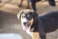 Bandogge Bart, a male American Mastiff for sale in Maricopa, AZ – 1 of 8