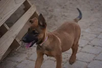 Malinois M, a male Belgian Malinois for sale in Maricopa, AZ – 7 of 10
