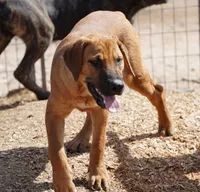 F Danesh, a female American Mastiff for sale in Maricopa, AZ – Photo 3 of 9