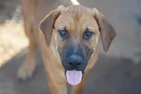 F Danesh, a female American Mastiff for sale in Maricopa, AZ – Photo 1 of 9