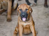 F Danesh, a female American Mastiff for sale in Maricopa, AZ – Photo 6 of 9