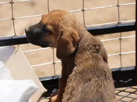 F Danesh, a female American Mastiff for sale in Maricopa, AZ – Photo 9 of 9