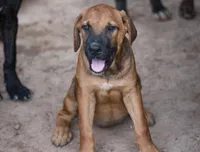F Danesh, a female American Mastiff for sale in Maricopa, AZ – Photo 5 of 9