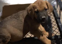 F Danesh, a female American Mastiff for sale in Maricopa, AZ – Photo 8 of 9