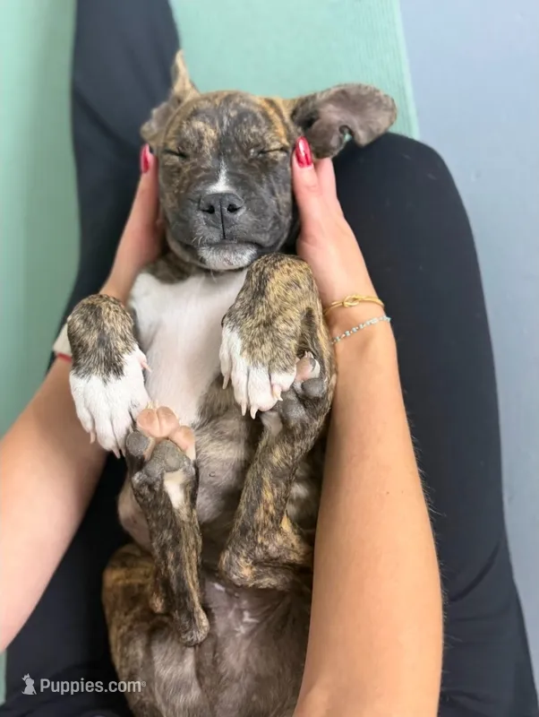 Midnight Brindle M – American Mastiff puppy for sale in Maricopa, AZ