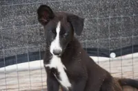 McNabsky (BlueEye), a female Siberian Husky and McNab Shepherd for sale in Maricopa, AZ – 5 of 10