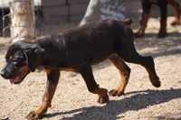 Rott (Amiri), a female Rottweiler for sale in Maricopa, AZ – 5 of 6