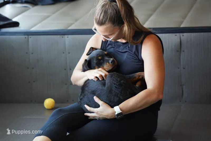 Meleys – Rottweiler puppy for sale in Maricopa, AZ
