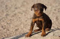 Diabla Red F, a female Doberman Pinscher for sale in Maricopa, AZ – 3 of 10