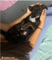 Bandog (BlkBrnF), a female American Mastiff for sale in Maricopa, AZ – 3 of 10
