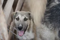 Bansky (B3), a female Siberian Husky and American Mastiff for sale in Maricopa, AZ – 3 of 10