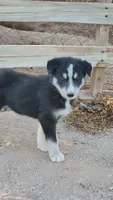 McNabsky F blkwht, a female Siberian Husky and McNab Shepherd for sale in Maricopa, AZ – 4 of 5