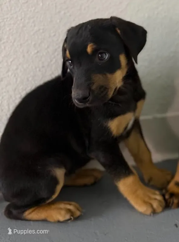 Doberdane Blk/Rst F – Doberman Pinscher, Great Dane puppy for sale in Maricopa, AZ