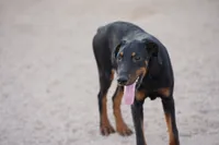 Dobie (Milhouse), a male Doberman Pinscher for sale in Maricopa, AZ – 2 of 10