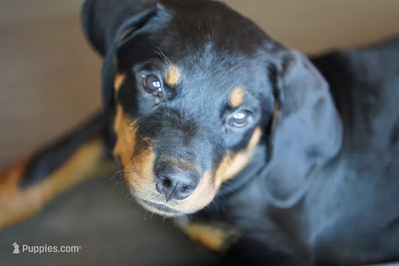 Vermithor – Rottweiler puppy for sale in Maricopa, AZ