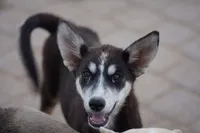 McNabsky (Husky), a female Siberian Husky and McNab Shepherd for sale in Maricopa, AZ – 3 of 10